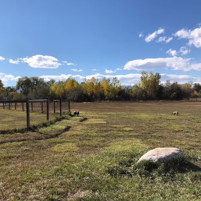 Soft Gold Dog Park photo 1